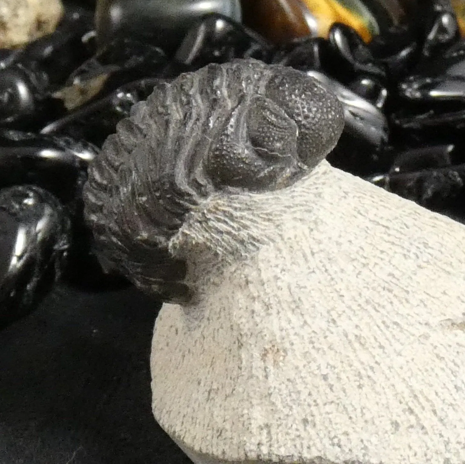 Genuine Fossilized Trilobite