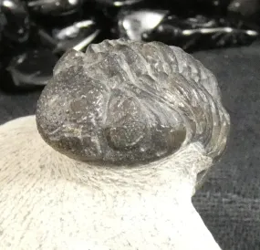 Genuine Fossilized Trilobite