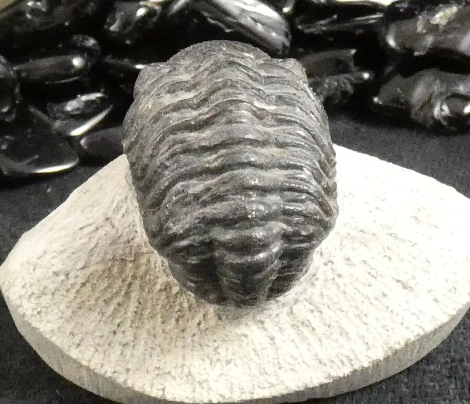 Genuine Fossilized Trilobite