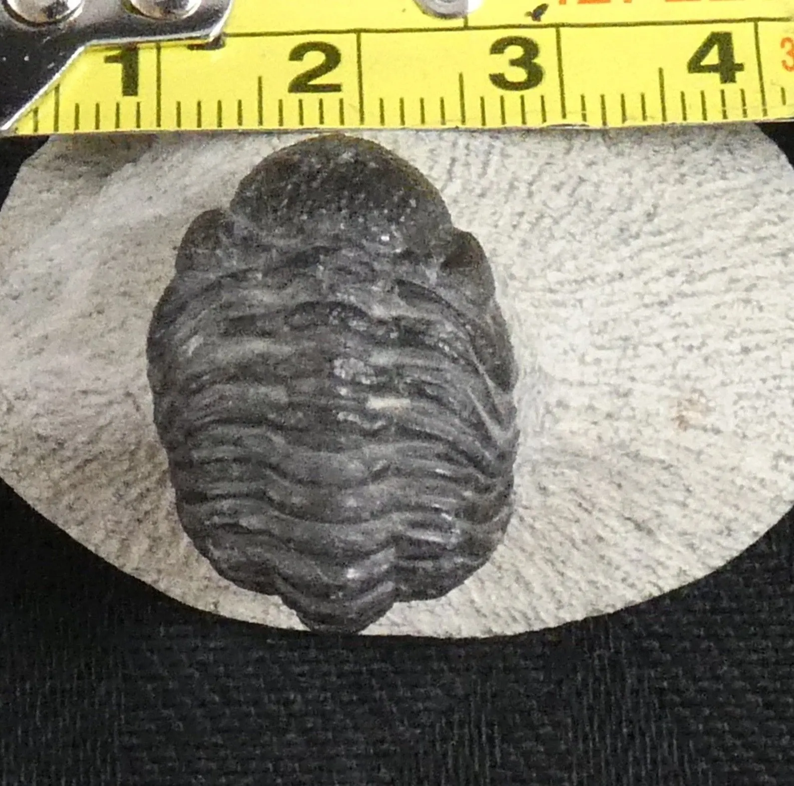 Genuine Fossilized Trilobite